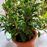 ノボタン コートダジュール,ハオルチア レツーサ,アンゲロニア エンジェルフレア ブラック,多肉植物,新しい仲間の画像