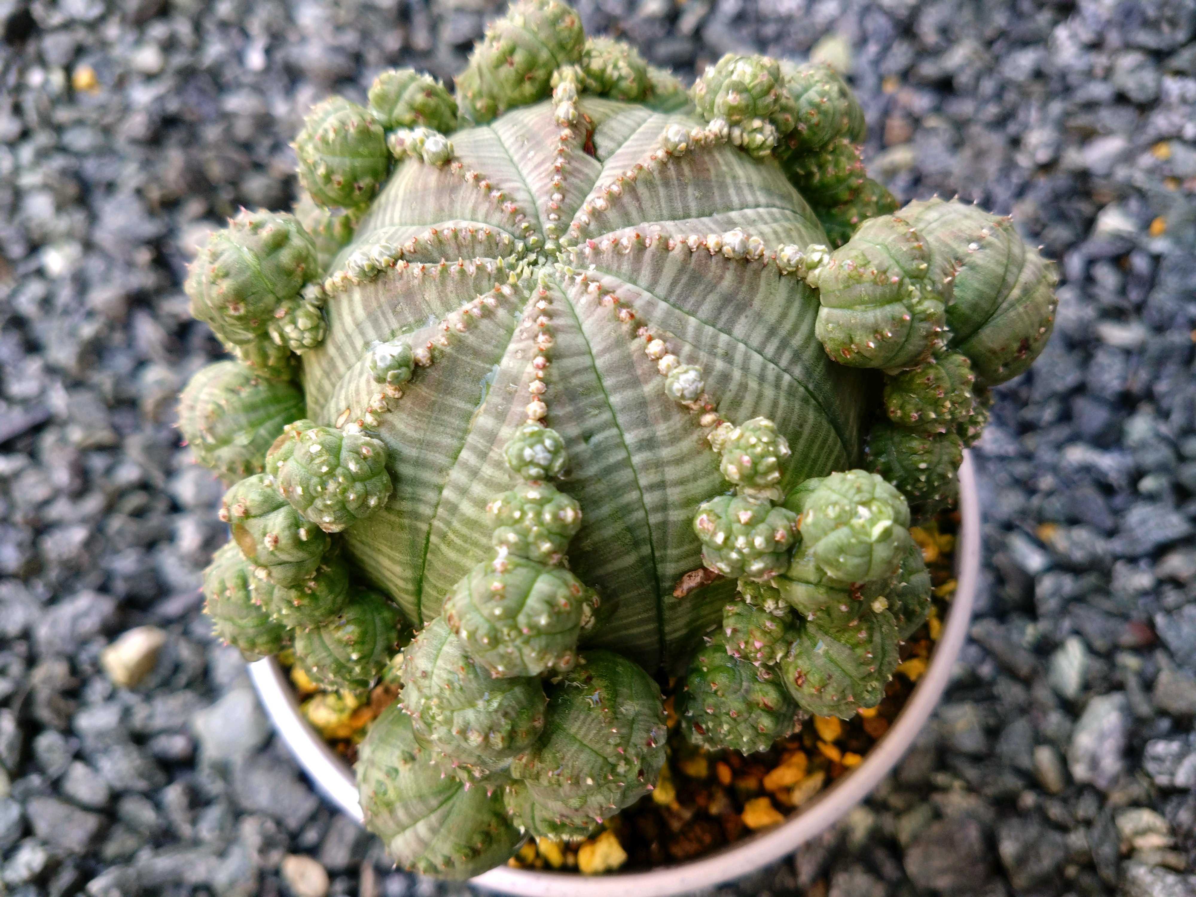 ホリダ　確認用 ホリダ 確認用 ユーフォルビア ホリダ No.012 ユーフォルビア