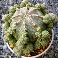 亀甲竜,ホリダ,仔吹きシンメトリカ,仔吹きオベサ,多肉植物の画像