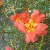 ジンジャー,バラ,バラ,ホテイアオイ,マツバボタンの画像