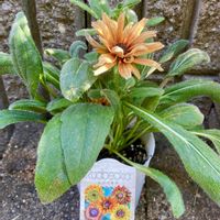 ケイトウ,ルドベキア,ユーホルビア,アルテラナンテラ,セロシア アジアンガーデンの画像