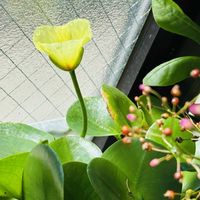 ウォーターポピー,ウォーターポピー（ミズゲナシ）,ハロウィンの飾り,和菓子  スィーツ,南町田グランベリーパーク!の画像