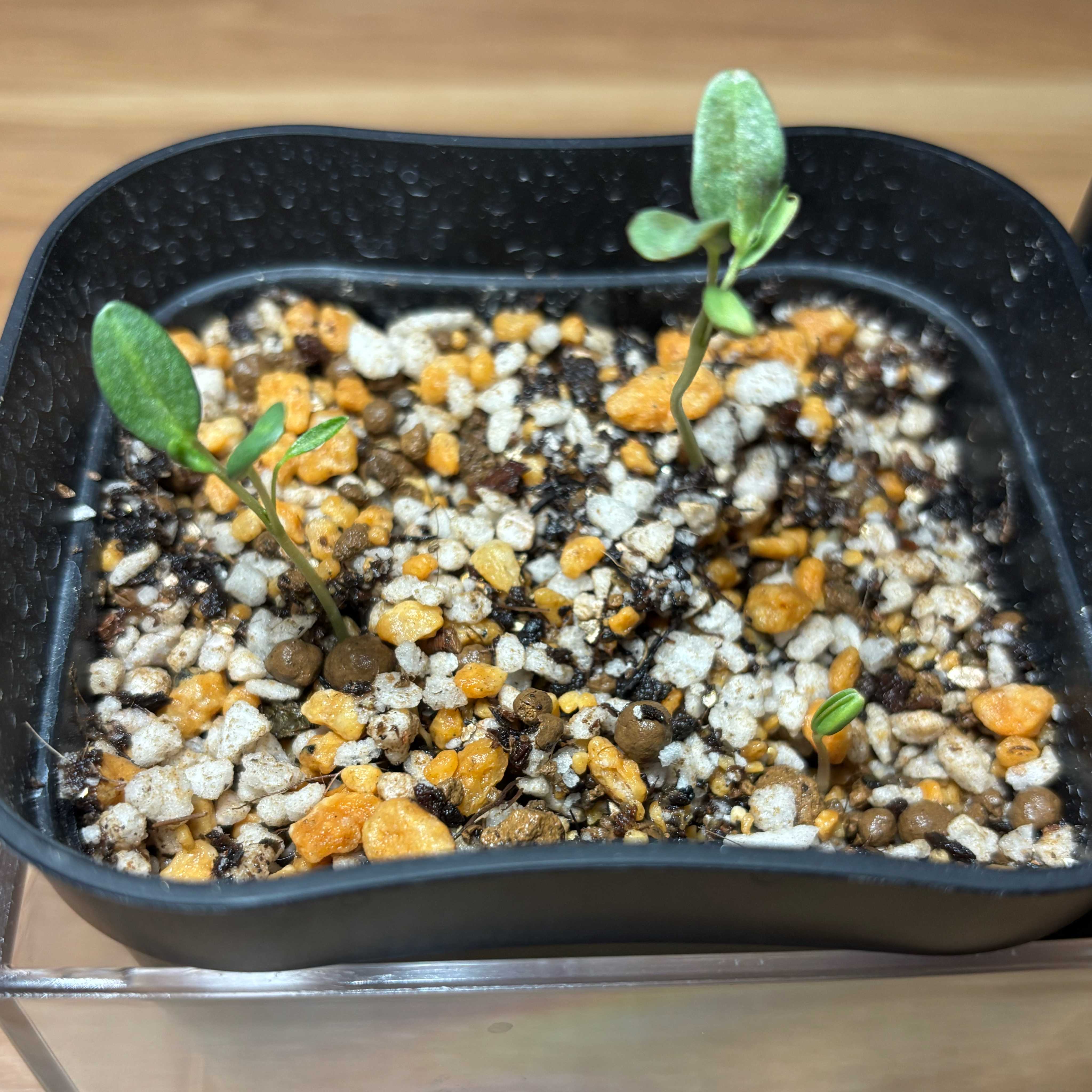 モンソニア パターソニー　国内2年以上管理株 モンソニア・パターソニー(サルコカウロン・パターソニー)の基本