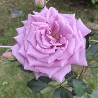 サギソウ,マムシグサ,ノダフジ,シラサギ✨,バラ「藤娘」の画像