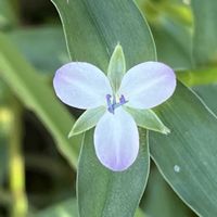 コナギ,イボクサ,一年草,ツユクサ科,お散歩中の画像