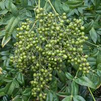 シャリンバイ,ナンテン,ハナズオウ,モッコク,イヌツゲの画像