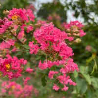 エニシダ,エニシダ,サルスベリ,サルスベリ,過去の写真、の画像