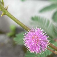 オジギソウ,センニンソウ,ニチニチソウ,コエビソウ,イワダレソウの画像