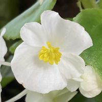 ベゴニア,お出かけ先にての画像