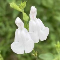 チェリーセージ,お出かけ先にての画像