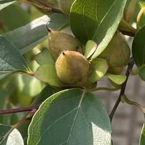 ヒメシャラ,#最前線のあなたへ,明日はきっと良い日になる,今日を良い日に,木曜日は気(木)になる実の画像