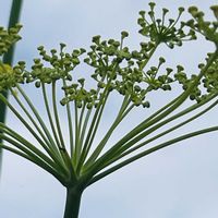 フェンネル,ハーブ,花壇,ガーデニング,山野草の画像