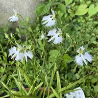 鷺草,花オクラ,花オクラ,ヘチマの花,我が家の庭の画像