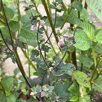 ルッコラ,ルッコラ,秋明菊,エゴマ,エゴマの画像