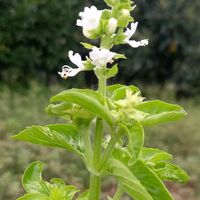 スイートバジル,畑の画像