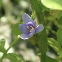 コナギ,癒し,花のある暮らし,ノンビリ,けーpic祭の画像