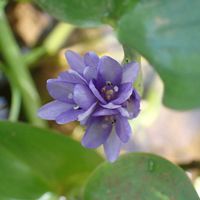 コナギ,山野草,緑地公園,観察会,水田雑草の画像