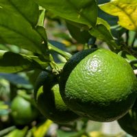 すだち,すだち,蝶のさなぎの画像