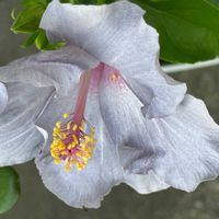 ハイビスカス,ハイビスカス　ケイト,青い花マニア,チーム・ブルー,チーム・ブルーNo.012の画像