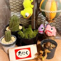 亀甲竜,ドラゴンボール,ユーフォルビア  ドラゴンボール（瑠璃晃）,ユーフォルビア カメレオンヘルメット,コラージュの画像