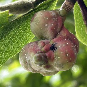 コブシ,タイサンボク,マグノリア,ハクモクレン,コブシの実の画像