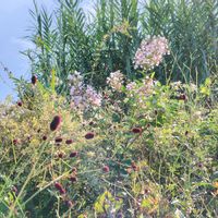 ワレモコウ,トウテイラン,マタタビ,ナガボノシロワレモコウ,シロハギの画像