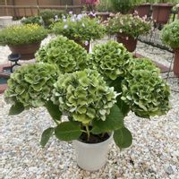 ハイドランジア,ハイドランジア,アジサイ ブルーマーブルソーダ,ハイドランジアブルーマーブルソーダ,PRの画像