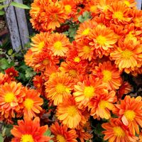 キク,so・raの小さな物語,たぬき桜の画像