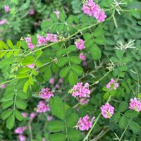 オミナエシ,コマツナギ,木曜日は桃色,大阪・関西万博の画像