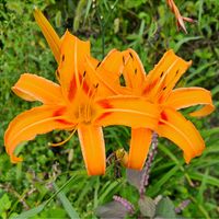 ヘメロカリス,オレンジ色の花の画像