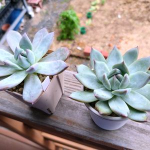 ブラックサバス,エケベリア属,ブラックサバス✕中里リンゼアナの画像