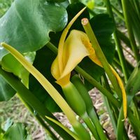 サトイモの画像