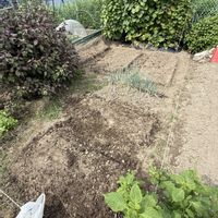 菜の花,玉ねぎ,パクチー,春菊,ブロッコリーの画像