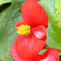 ベゴニア,お出かけ先にての画像