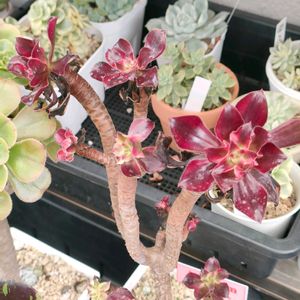 サンシモンバイオレット,多肉植物,多肉大好き,アエオニウム属,タニパトの画像