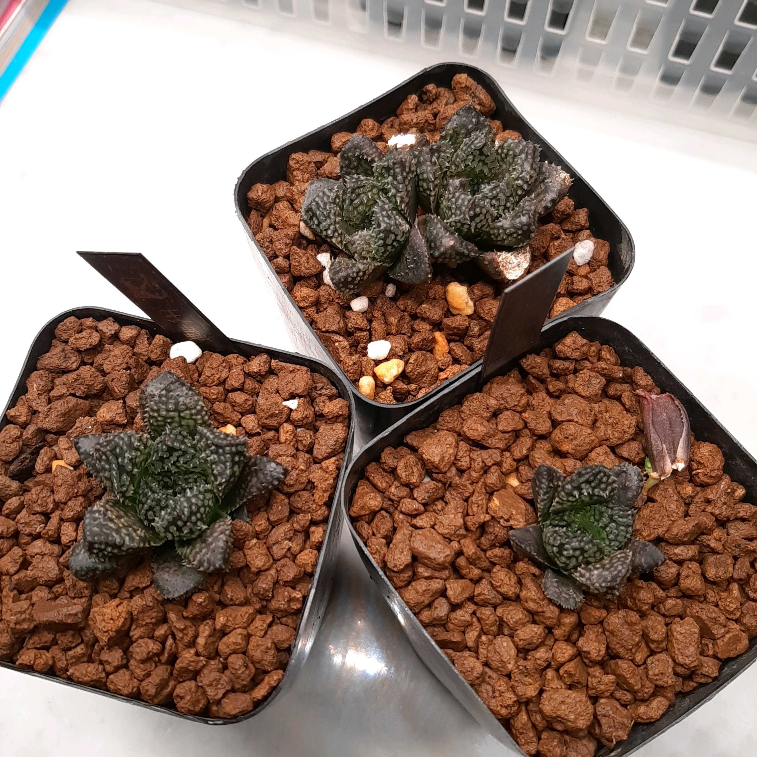 ハオルチア王蟲の一覧｜🍀GreenSnap（グリーンスナップ）