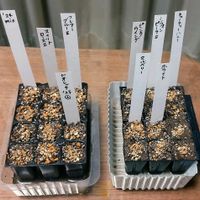 パンジー・ビオラ,ビオラ,種からビオラ,種から,種まきの画像