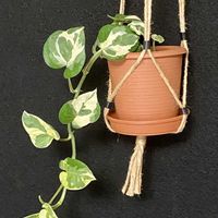 ポトス,ライム,ゴールデン,エンジョイ_の画像