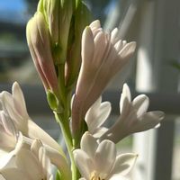 チューベローズ,月下香、チューベローズ,キジカクシ科,東山植物園,香りが強いの画像