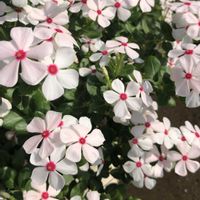 センニチコウ,サトイモ,葉生姜,ニチニチソウ　夏花火　ホワイトレッドアイ,セロシアミスティックシェードの画像