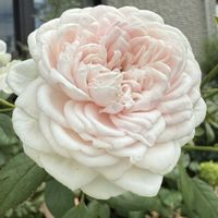 バラ クリスティアーナ,ガーデニング,フロントガーデン,秋の庭,ばら バラ 薔薇の画像