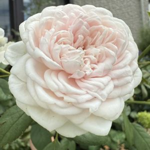 バラ クリスティアーナ,ガーデニング,フロントガーデン,秋の庭,ばら バラ 薔薇の画像