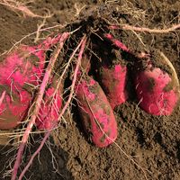サツマイモ,芋掘り,家庭菜園,畑の画像
