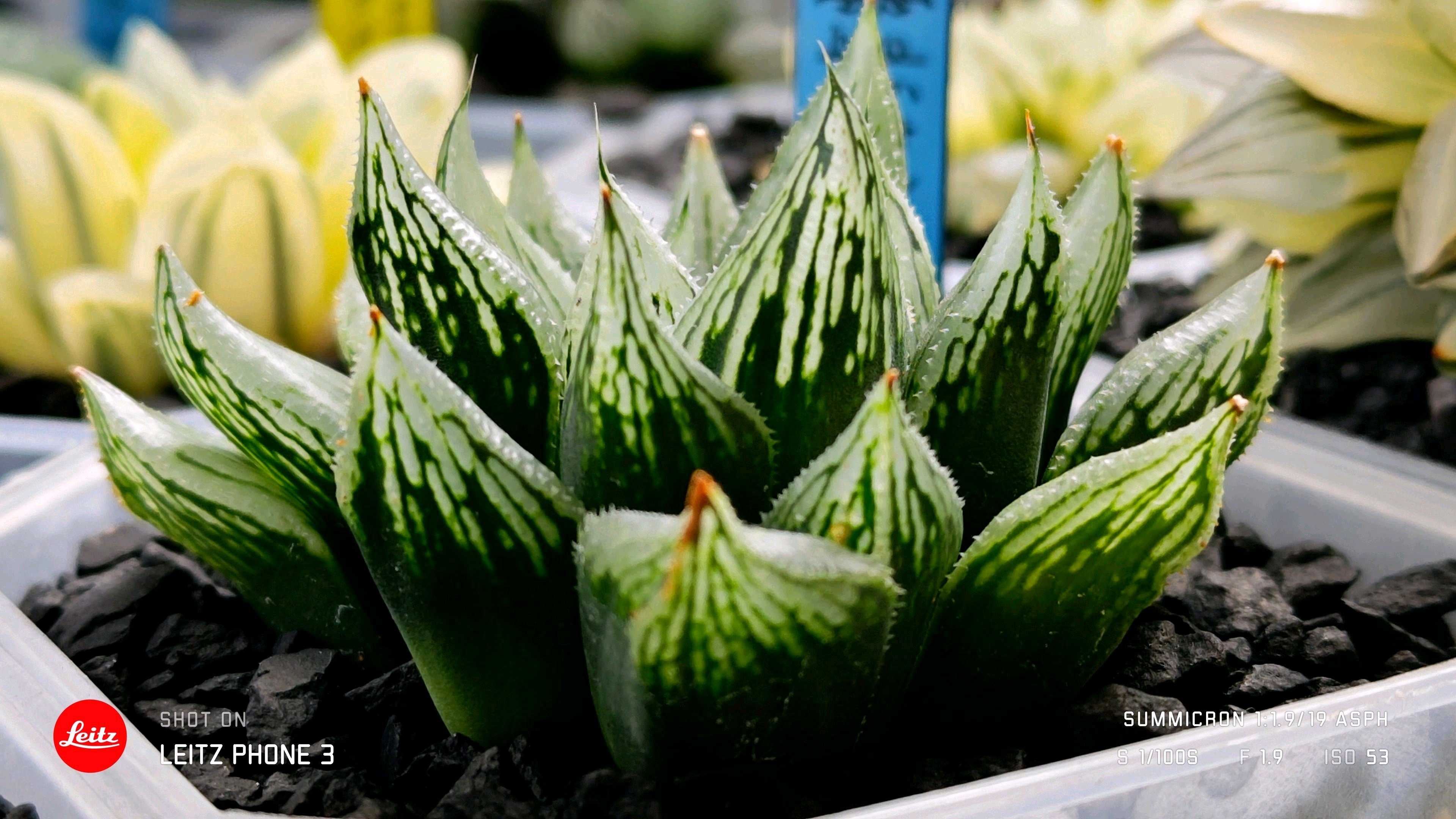 ナイルの一滴 ハオルチア ナイルの一滴