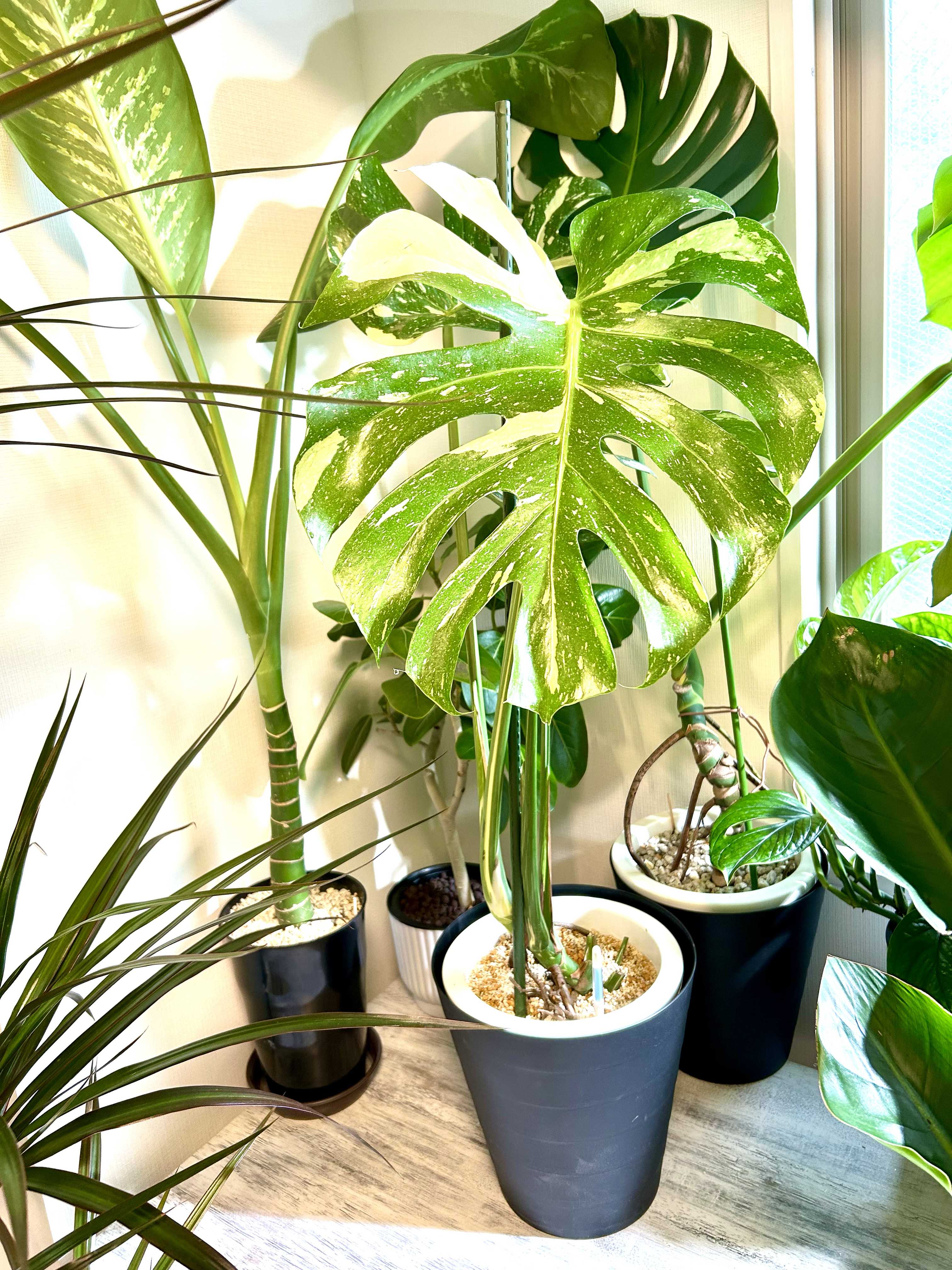 モンステラ 斑入り デリシオーサ イエローモンスター 幹立 モンステラ