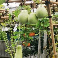 アケビ,ヒョウタン,ウリ,ナタマメ,福禄寿ウリの画像