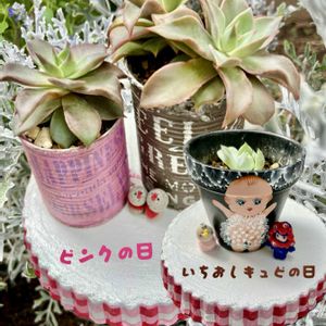 アガベ 輝山,マディバ,ブラックサバス,ピンクマディバ,エケベリア属の画像