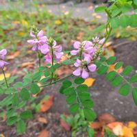 ダンギク,バラ,バラ,コマツナギ,コマツナギの画像