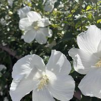 バイカウツギの画像