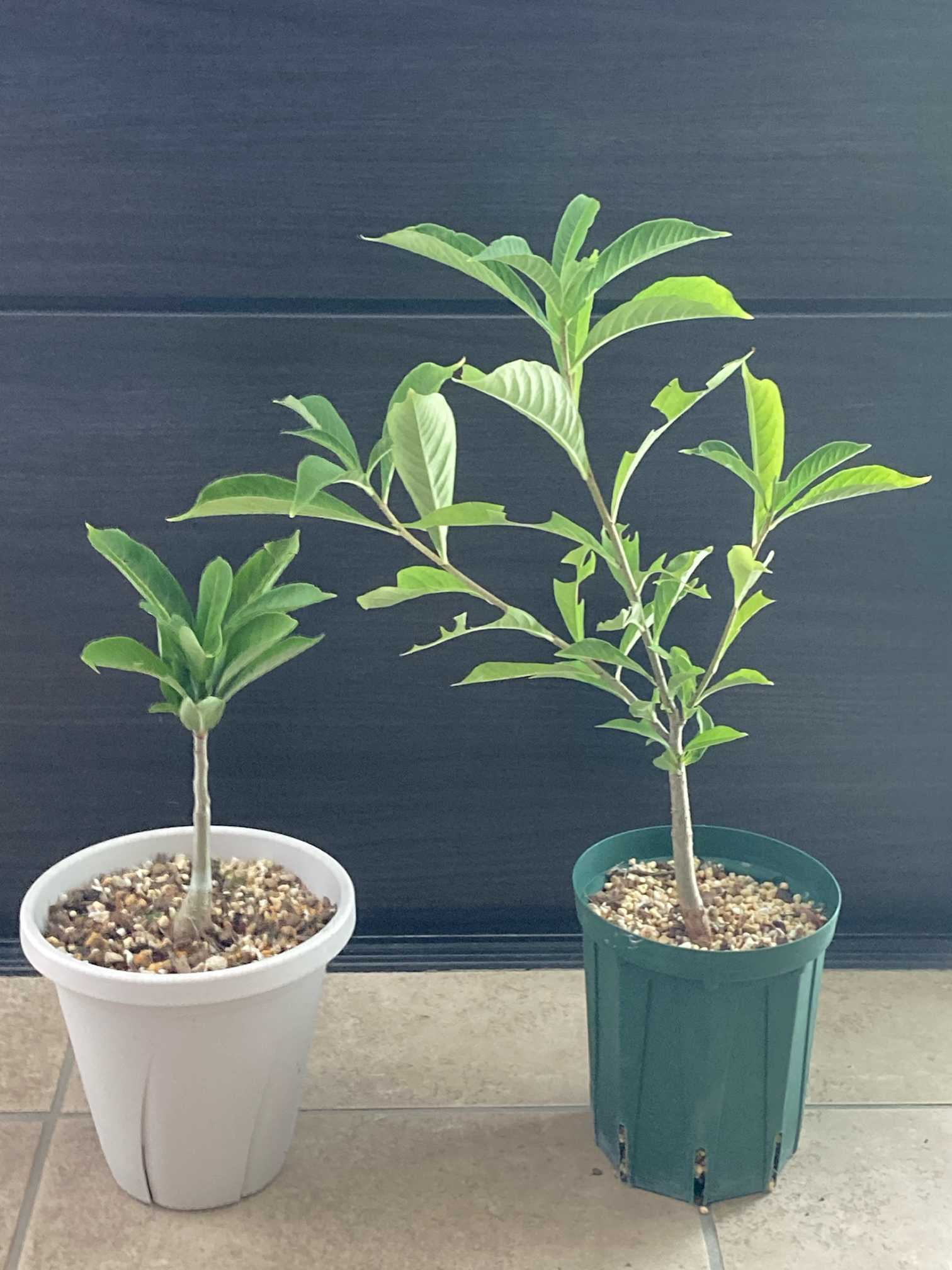バオバブの木❤️｜🍀GreenSnap（グリーンスナップ）